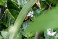 Frederik Meijer Gardens - Spring 2016-10