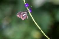 Frederik Meijer Gardens - Spring 2016-11