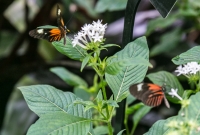 Frederik Meijer Gardens - Spring 2016-13