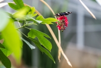 Frederik Meijer Gardens - Spring 2016-14