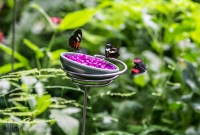 Frederik Meijer Gardens - Spring 2016-15