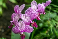 Frederik Meijer Gardens - Spring 2016-16