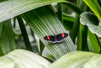Frederik Meijer Gardens - Spring 2016-18