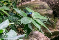Frederik Meijer Gardens - Spring 2016-19
