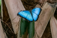 Frederik Meijer Gardens - Spring 2016-20