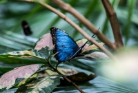 Frederik Meijer Gardens - Spring 2016-21