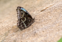 Frederik Meijer Gardens - Spring 2016-23