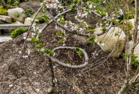 Frederik Meijer Gardens - Spring 2016-46