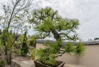 Frederik Meijer Gardens - Spring 2016-50