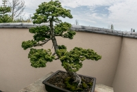 Frederik Meijer Gardens - Spring 2016-51