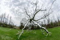 Frederik Meijer Gardens - Spring 2016-55