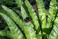 Frederik Meijer Gardens - Spring 2016-7