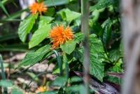 Frederik Meijer Gardens - Spring 2016-8