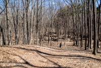 Ann Arbor Trails - Bird Hill - 2015-28