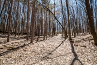 Ann Arbor Trails - Bird Hill - 2015-29