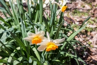 Ann Arbor Trails - Bird Hill - 2015-33