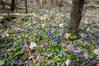 Ann Arbor Trails - Leslie -2015-21