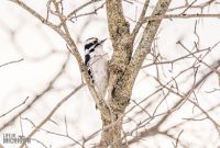 backyard-birds-2025-15