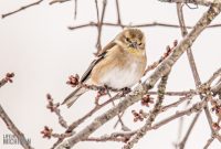 backyard-birds-2025-23