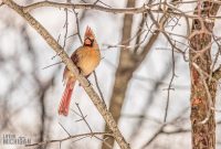 backyard-birds-2025-3