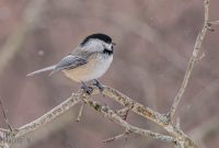 backyard-birds-2025-30