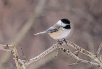 backyard-birds-2025-31