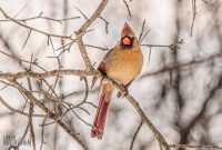 backyard-birds-2025-5