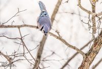 backyard-birds-2025-7