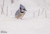 Backyard-Birds-Winter-2025-1