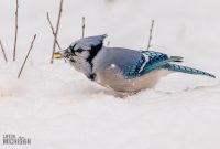 Backyard-Birds-Winter-2025-10