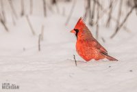 Backyard-Birds-Winter-2025-11