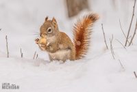 Backyard-Birds-Winter-2025-12