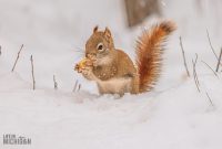 Backyard-Birds-Winter-2025-13