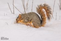 Backyard-Birds-Winter-2025-14