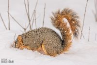 Backyard-Birds-Winter-2025-15