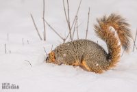 Backyard-Birds-Winter-2025-16