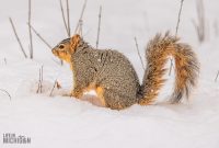 Backyard-Birds-Winter-2025-17