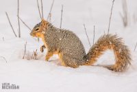 Backyard-Birds-Winter-2025-18