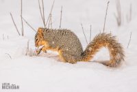 Backyard-Birds-Winter-2025-19