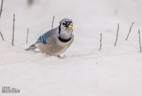 Backyard-Birds-Winter-2025-2