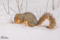 Backyard-Birds-Winter-2025-20