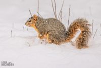 Backyard-Birds-Winter-2025-21