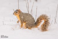 Backyard-Birds-Winter-2025-22