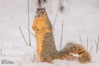 Backyard-Birds-Winter-2025-23