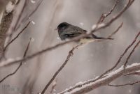 Backyard-Birds-Winter-2025-24
