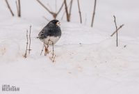 Backyard-Birds-Winter-2025-25