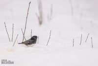 Backyard-Birds-Winter-2025-26