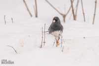 Backyard-Birds-Winter-2025-27