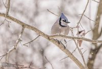 Backyard-Birds-Winter-2025-28