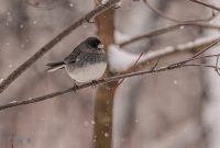 Backyard-Birds-Winter-2025-29